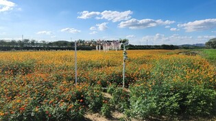 [픽! 청주] 주황빛 코스모스 만개한 무심천 수변