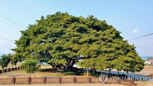 이순신도 쉬어간 남해 '창선도 왕후박나무'…가치 보존 본격화