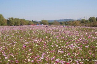 고양시 창릉천 코스모스축제 12일 개막