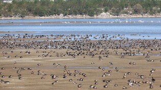Migratory birds in S. Korea