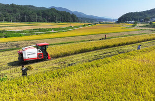 Rice harvesting