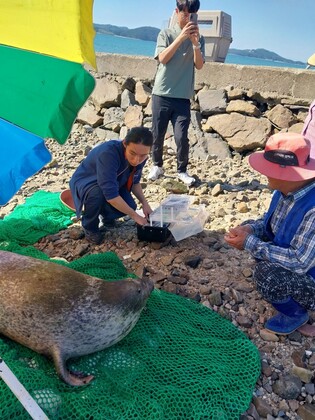 충남 서산서 발견된 천연기념물 점박이물범…결국 폐사