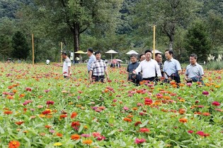 자라섬 가을꽃 페스타 한 달간 22만7천명 방문