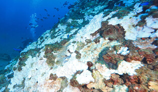 Coral bleaching