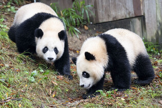 Twin pandas made public