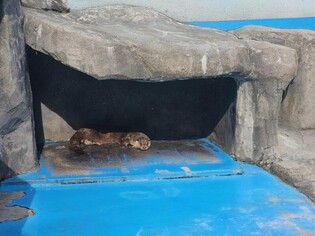 광주 우치동물원, 멸종위기 수달 '달순이' 새 식구로