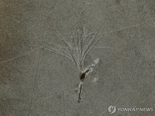 18세기 요새 수면 위로…'가뭄' 아마존서 뜻밖의 발견