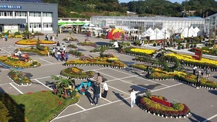 [양양소식] 국화축제 27일까지 연장…'꽃 냄새 가득한 가을'