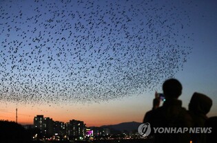 '겨울 진객' 떼까마귀, 전국 최대 도래지 울산서 올해 첫 관측
