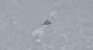 설악산국립공원, 미기록종 발견…'멸종 위기' 참수리 등 26종