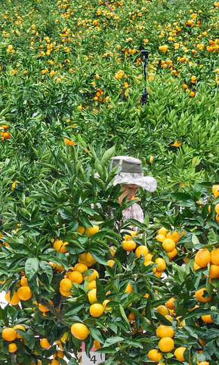 Tangerine harvesting