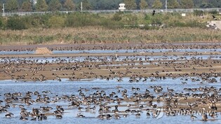 서산 천수만서 26∼27일 철새기행전…12만마리 도착