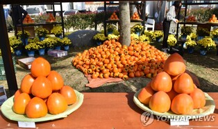 하동 '대봉감 축제' 2년 연속 취소…선호도 하락·병충해 여파