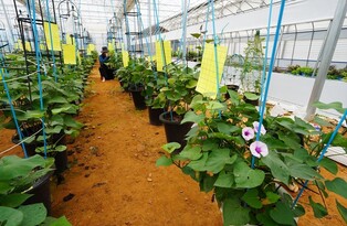 해남미남축제 주인공 '행운의 고구마꽃' 보러 오세요
