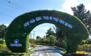 완도 해양 치유센터서 25일 국화 전시회 개막