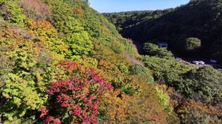 Autumn colors