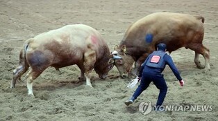 경북 청도군, 내년 소싸움축제 열지 않기로…"완전 폐지는 아냐"