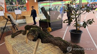 단감 시배지 김해서 제40회 진영단감축제…11월 1일 개막