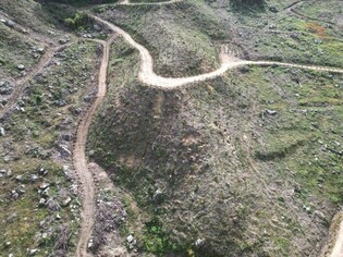 함양군, 서하면에 자작나무 1만2천여 그루 심어…'명품 숲' 목표