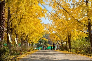 "1천그루 은행나무 황금빛 감상"…보령서 11월 2∼3일 축제