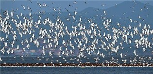 11월 생태관광지로 갯벌 아름다운 '금강하구와 유부도' 선정