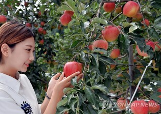"달고 과육 단단한 정선 사과 맛보세요"…내달 2∼3일 축제