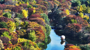 Fall foliage