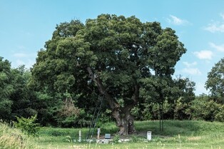 '540세' 군산 하제마을 팽나무, 천연기념물 지정