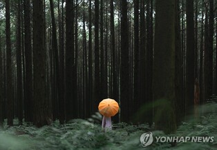 "'말 걸어주는 숲' 제주 머체왓숲으로 오세요"