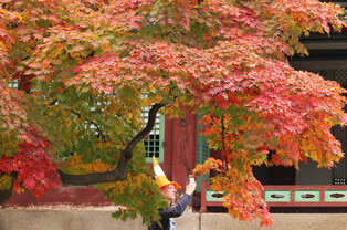 Fall foliage