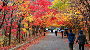 Autumn foliage