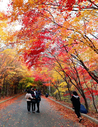 Autumn foliage
