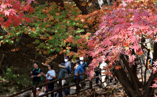 Autumn foliage