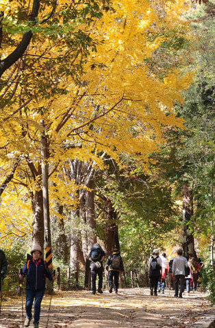 Autumn foliage