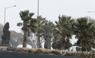 '제주 상징' 야자수 가로수 퇴출…남국의 정취에서 골치로