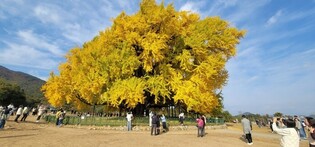 Over 800-year-old gingko tree with autumn leaves