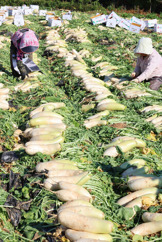 Radish harvesting