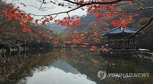 정읍 내장산 단풍, 이번 주말 절정 예상