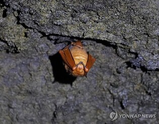 용암동굴의 멸종위기종 '황금박쥐'…제주 김녕굴서 7년만에 발견