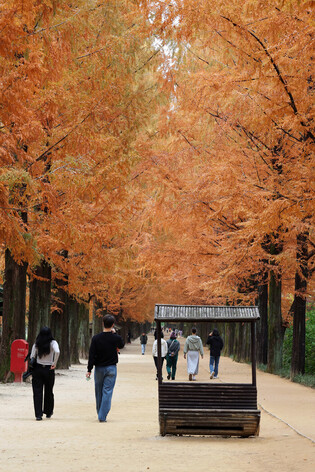 Metasequoia trees amid autumn foliage