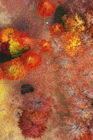 Fallen leaves
