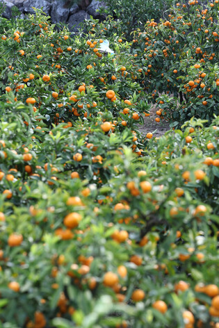 Harvesting of tangerines