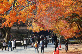Autumn leaves at temple