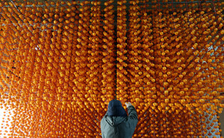 Drying persimmons