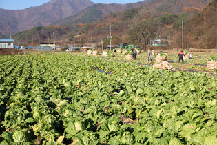 Kimchi-making season