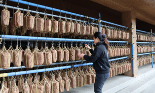 Season for 'meju' drying