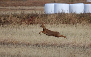 Deer bounds through field