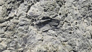 Dinosaur fossil