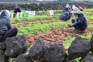 Carrot harvest