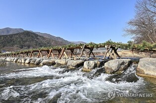솔가지와 흙으로 만든 정선 아우라지 '전통 섶다리' 인기